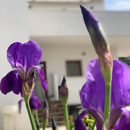 فلورا Villa Rreze Dielli المظهر الخارجي الصورة